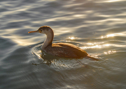 Fishing with Marine Birds written by John Field