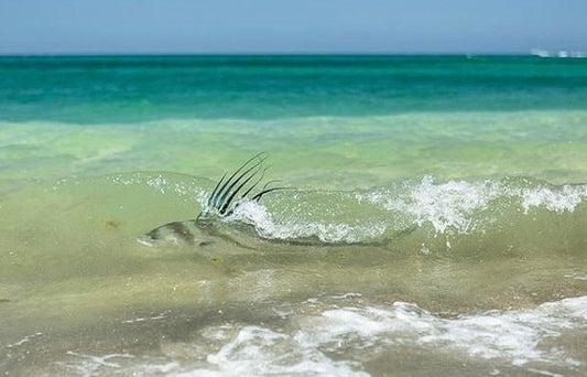 East Cape of Baja Surf Fishing Essentials
