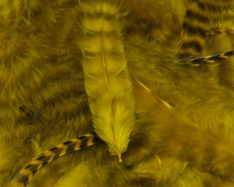 Grizzly Soft Hackle Yellow