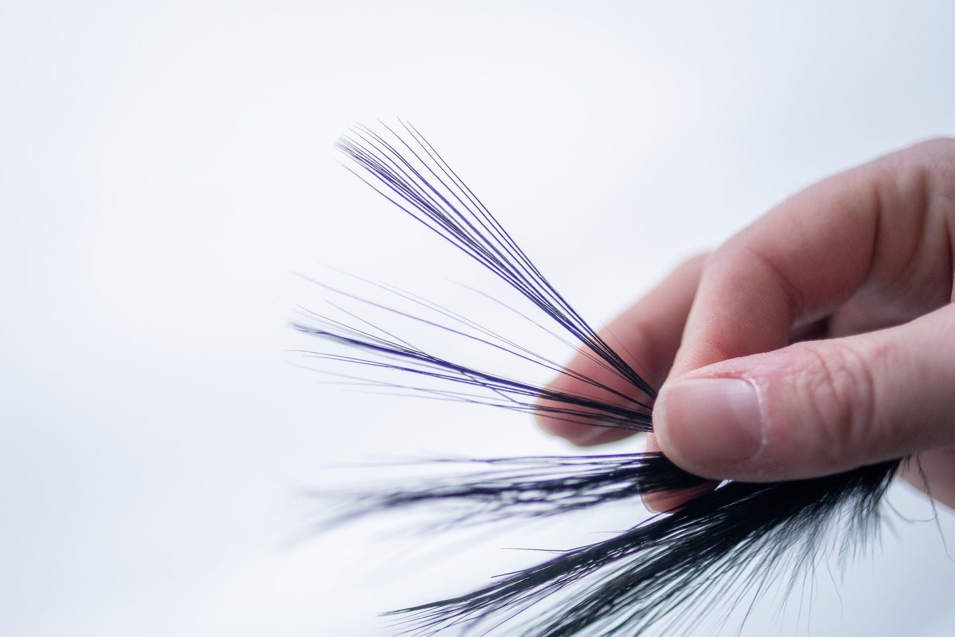 Heron Feathers