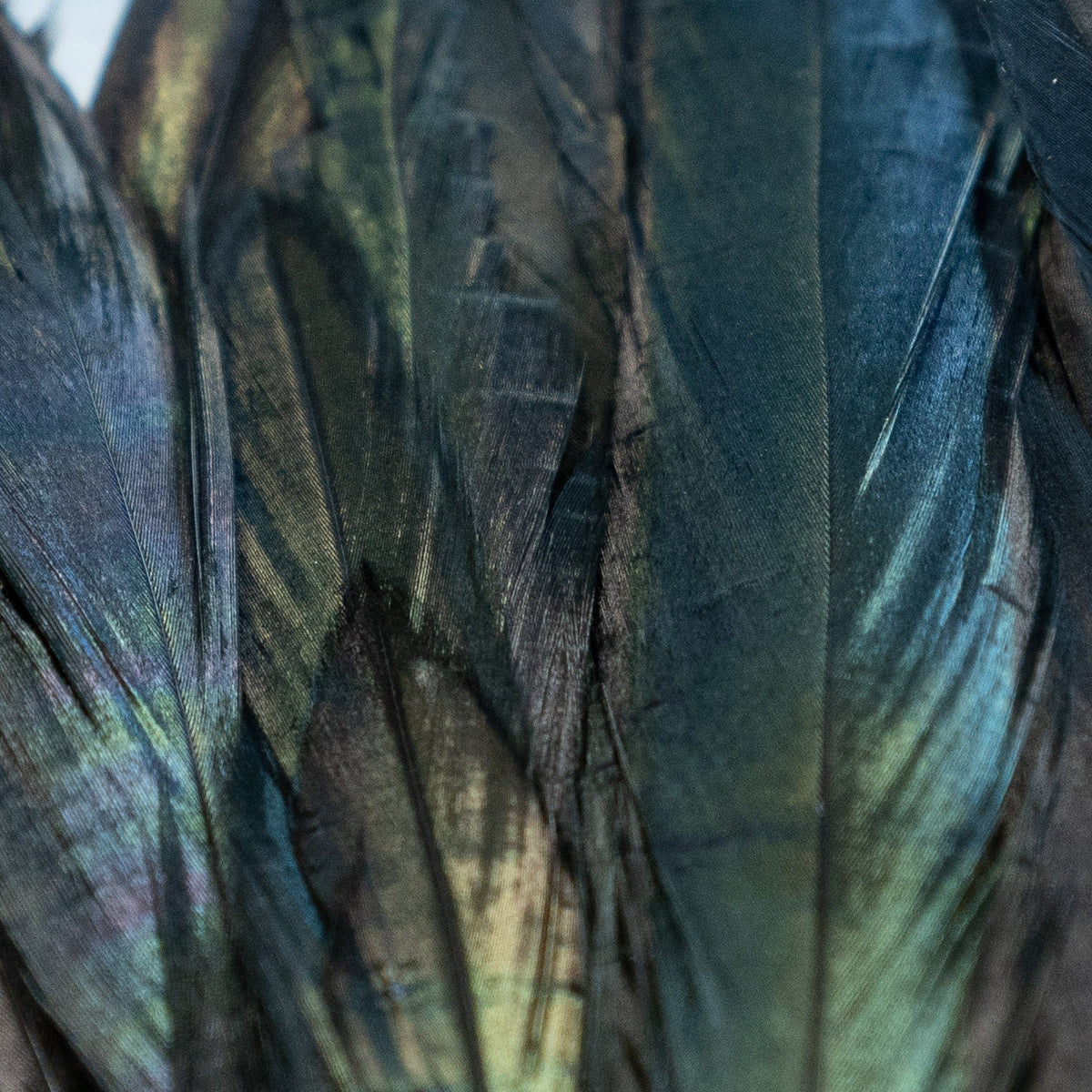 Schlappen 5-7&quot; Iridescent / 3 Gram