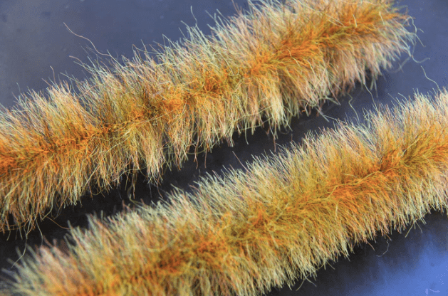 Breast Brushes Yowie Blend Brush Dirty Sunrise