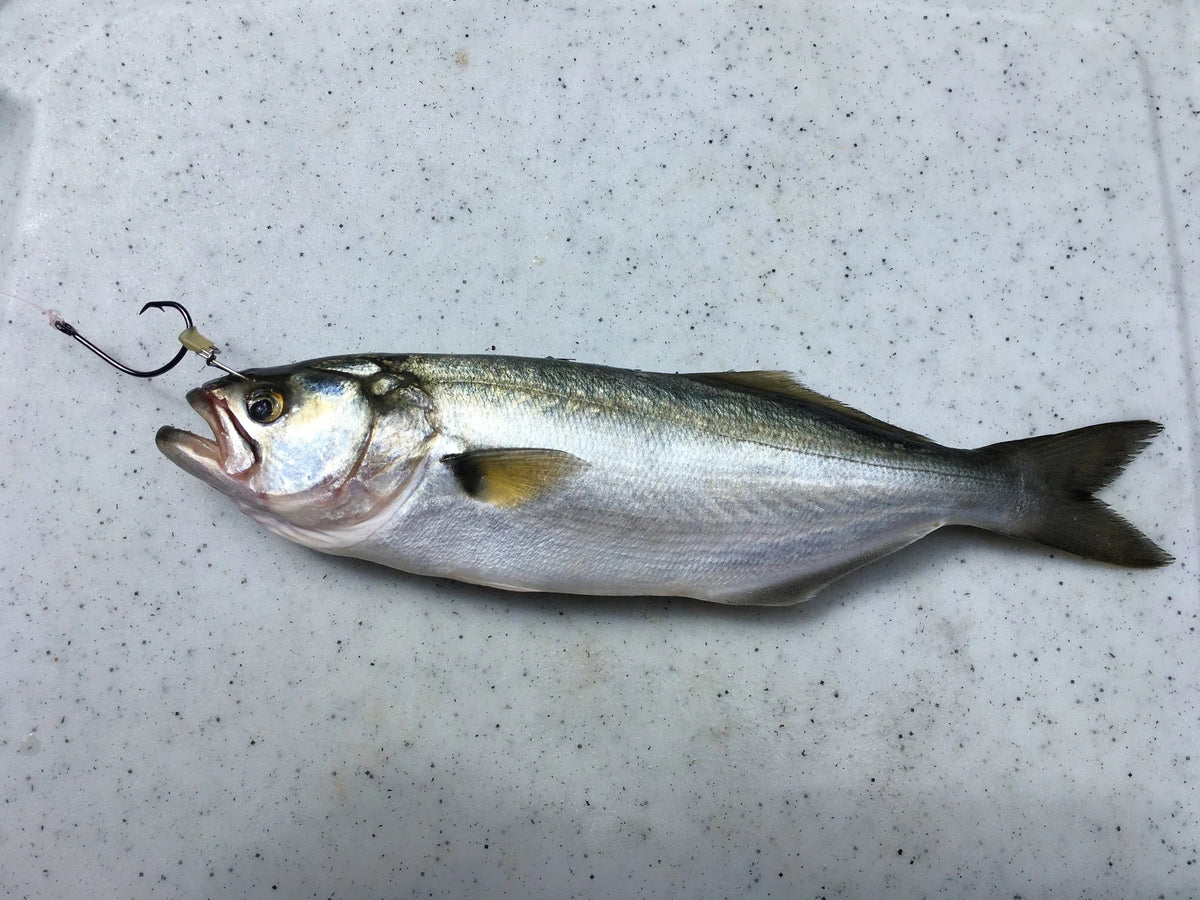 3D Fishing Ultimate Bait Bridle