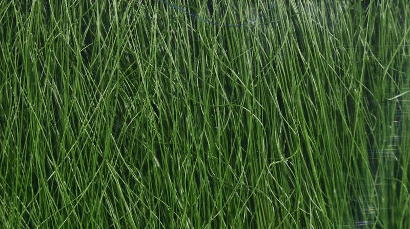 Fishair Olive