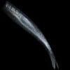 No Live Bait Needed 8&quot; Straight Tail Mullet Run