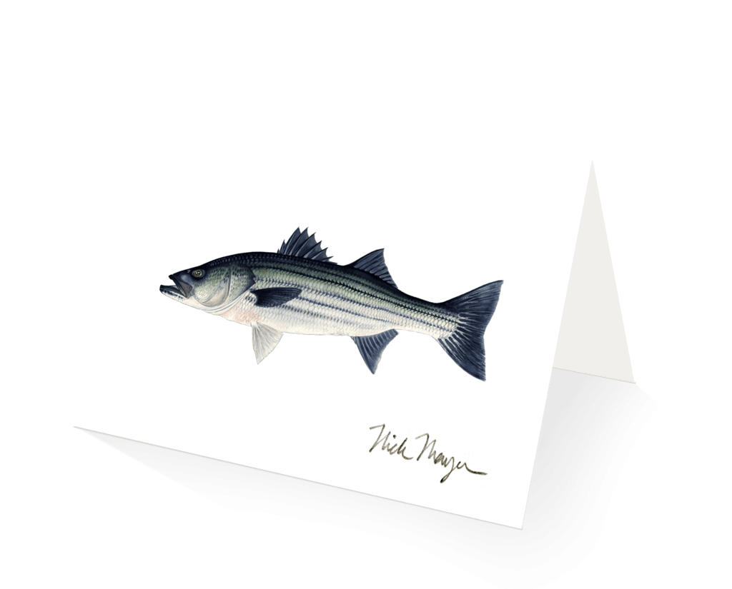 Nick Mayer Note Cards School Striper